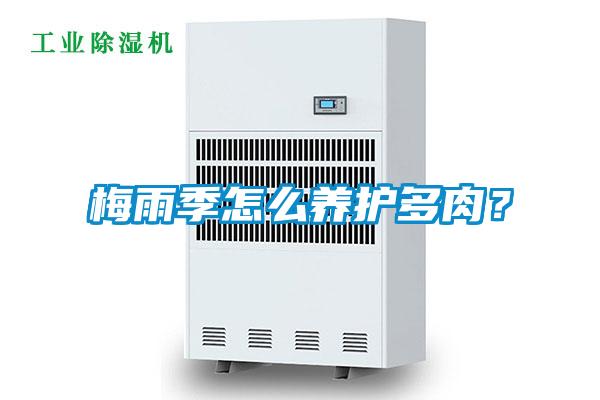 梅雨季怎么养护多肉？