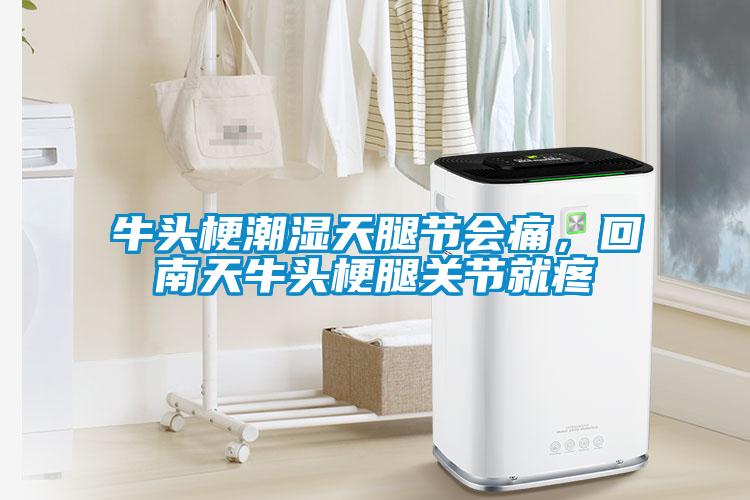 牛头梗潮湿天腿节会痛，回南天牛头梗腿关节就疼