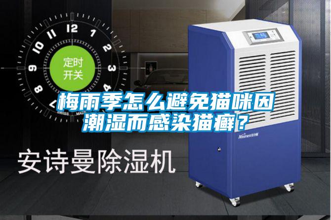 梅雨季怎么避免猫咪因潮湿而感染猫癣？