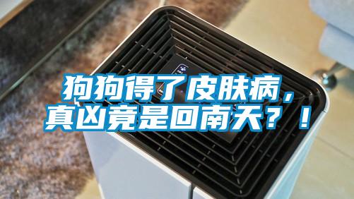 狗狗得了皮肤病，真凶竟是回南天？！